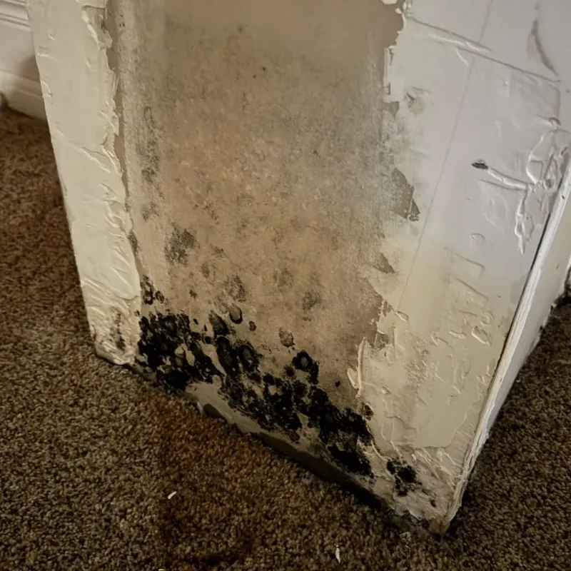 Professional Mold Removal in Hope, AR